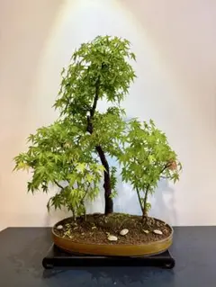 清姫もみじ 盆栽 極小葉性 小品 樹高16㎝ - メルカリ