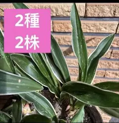 2025年最新】オモト 斑入りの人気アイテム - メルカリ