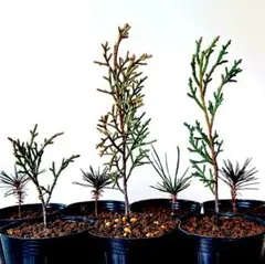 2026年最新】盆栽真柏の人気アイテム - メルカリ