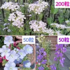 秋まき［種］シレネ　桜小町 / 主根アマ / 千鳥草（ラークスパー）
