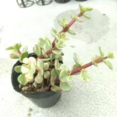 多肉植物 雅楽の舞① 抜き苗のサムネイル