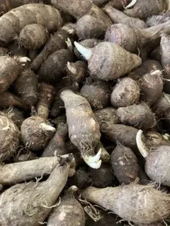 八つ頭芋　種芋約1kg 土付きのサムネイル