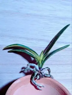 【♪暑中御見舞商品♪】富貴蘭　豊明殿白縞のサムネイル