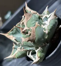 怪物級！アガベチタノタ清櫻（極上株）S級激レア良血統superセオ高級品種！のサムネイル