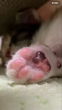 inuinu様 専用ページ✧︎ 羊毛フェルト 三毛猫ちゃん Xmasシリーズ