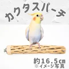 2026年最新】カクタスパーチの人気アイテム - メルカリ