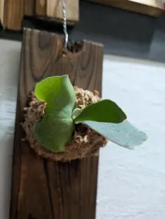 ワテン様 リクエスト 2点 まとめ商品