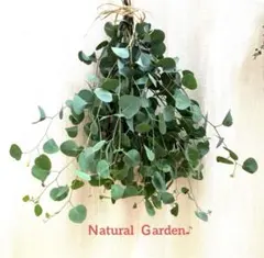 【Xmas SALE】✨ユーカリ　ポポラス　フレッシュ　スワッグ♪ 約30㎝