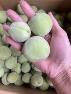290.季節限定福島県産若桃摘果桃硬い桃加工用5kg常温発送玉数お任せのサムネイル
