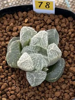 Rei　発送…月曜日予定様 リクエスト 2点 まとめ商品