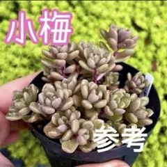 多肉植物 抜き苗 クラッスラ 小米星 - メルカリ