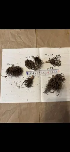 ラナンキュラスラックス 球根 5種セットのサムネイル
