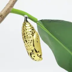 2025年最新】オオゴマダラの人気アイテム - メルカリ