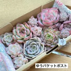 9 多肉植物　多肉弁当　詰め合わせ　寄せ植え　セット　カット苗　韓国苗　エケ