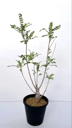 バンクシア グランディス 鉢植えG 苗 オージープランツ ドライガーデン