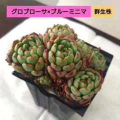 kaorin様 リクエスト 2点 まとめ商品