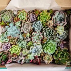 寄せ植え用　大量カット苗セット