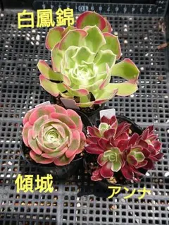 No4アエオニウ厶 抜き苗 厳選した5苗 速達おすすめ - メルカリ