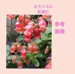 椿 紅ト伴(べにぼくはん）、白侘介金魚葉椿の2種2鉢 蕾沢山 宅急便