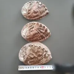 天然アワビの貝殻 3個セット