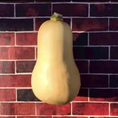 【固定種】バターナッツかぼちゃの種　10粒