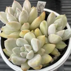 弥生桜 ぼのぼのさん 根付き苗 多肉植物 6センチポット - メルカリ
