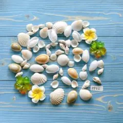 pp02 貝殻アソート　60個　宝箱　シェル　工作材料　ハンドメイド　海　デコ