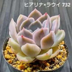ヒアリナ×ラウイ 732 エケベリア 多肉植物 抜き苗