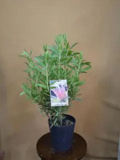 プロテア ネリーフォリア 鉢植え14 ワイルドフラワー ドライガーデン