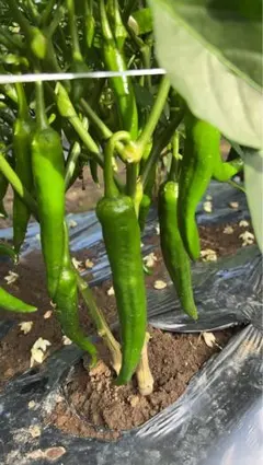 激辛 辣妹子 青唐辛子 1Kg 長野県産 【露地栽培】自然成熟 - メルカリ