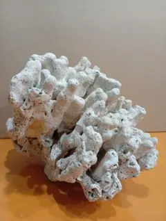 2026年最新】デスロックサンゴの人気アイテム - メルカリ