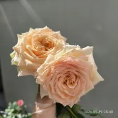 ⚠️即購入禁止100円引き⚠️強健 薔薇 2苗 ニュアンス藤色&フルーツ強