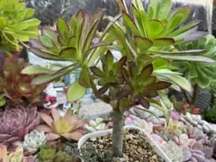 多肉植物黒法師のサムネイル