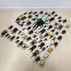 アクタエオン ゾウカブト ヨハナエ(旧 レックス) ペルー産 アクタエオン ゾウカブト ヨハナエ(旧 レックス) ペルー産 - メルカリ