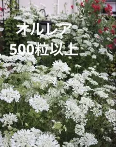 オルレアの種 たっぷり500粒以上 ニゲラの種のおまけ付き - メルカリ