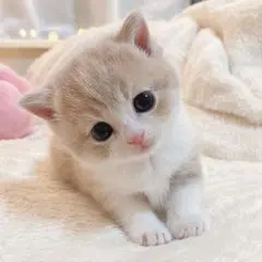 猫　写真　生成AI