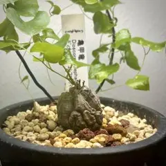パキポディウム グラキリス 塊根植物 象牙宮 実生 自家製 792 - メルカリ