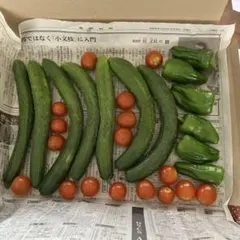 7/11収穫　新鮮野菜セット きゅうり 、ピーマン 、ミニトマト　本日発送のサムネイル