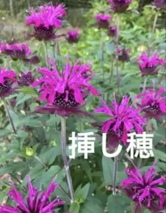 モナルダ挿し穂用カット枝10本ネコポス便発送のサムネイル