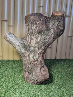 쿠스노키 로그