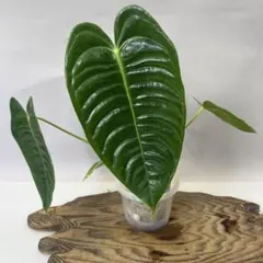 2026年最新】anthurium veitchiiの人気アイテム - メルカリ