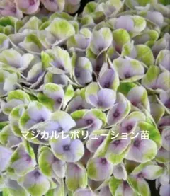 アジサイ苗のサムネイル