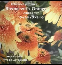 1点のみ✨八重咲エキナセア ライムウィズオレンジ 苗✨人気の