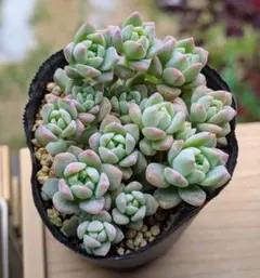 多肉植物♡寄せ植え 抜き苗 - メルカリ