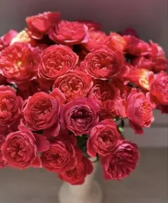 流通無しの激レア種 バラ苗 黒赤 切り花品種 1株のみ - メルカリ
