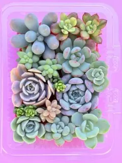 2025年最新】ラブリーローズ錦の人気アイテム - メルカリ