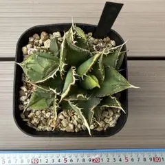 2025年最新】アガベ豆豆龍の人気アイテム - メルカリ