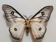 珍種 珍産地 ウィデマンニアフリカイボタ 蛾　標本 珍種 珍産地 ウィデマンニアフリカイボタ 蛾 標本 - メルカリ