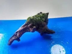 2025年最新】南米ウィローモス流木の人気アイテム - メルカリ