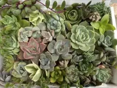 ウニ様 リクエスト 2点 まとめ商品